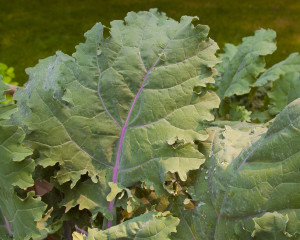 Leafy Green Fizz Kale